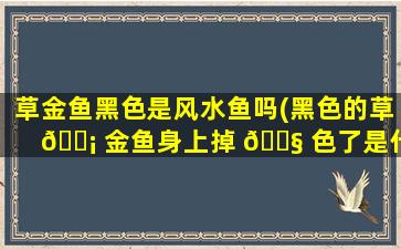 草金鱼黑色是风水鱼吗(黑色的草 🐡 金鱼身上掉 🐧 色了是什么原因)